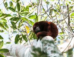 Alouatta