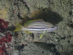 Lutjanus carponotatus