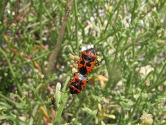 Eurydema spectabilis