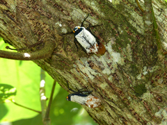 Penthicodes farinosus