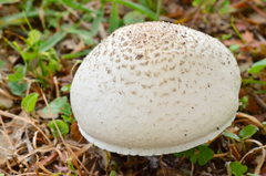 Agaricus