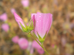 Sidalcea hartwegii