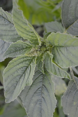 Amaranthus retroflexus