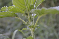 Amaranthus retroflexus