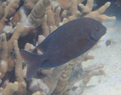 Siganus punctatus
