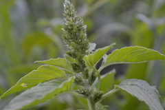 Amaranthus retroflexus