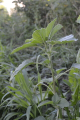 Amaranthus retroflexus