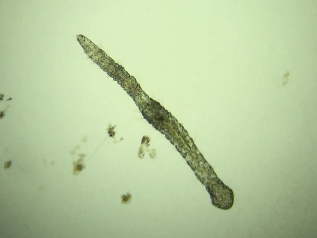 Aeolosoma Worm