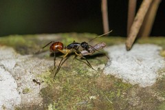Dinomyrmex gigas borneensis