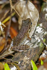 Pulchrana baramica