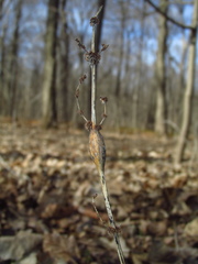 Neolasioptera boehmeriae