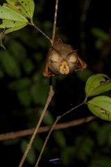 Rhinolophus trifoliatus