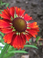 Helenium flexuosum