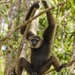 Bornean White-bearded Gibbon - Photo (c) Thomas Fuhrmann, some rights reserved (CC BY-NC), uploaded by Thomas Fuhrmann
