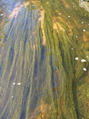 Cladophora glomerata