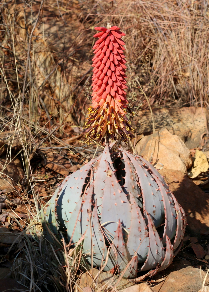 Turks Aloe
