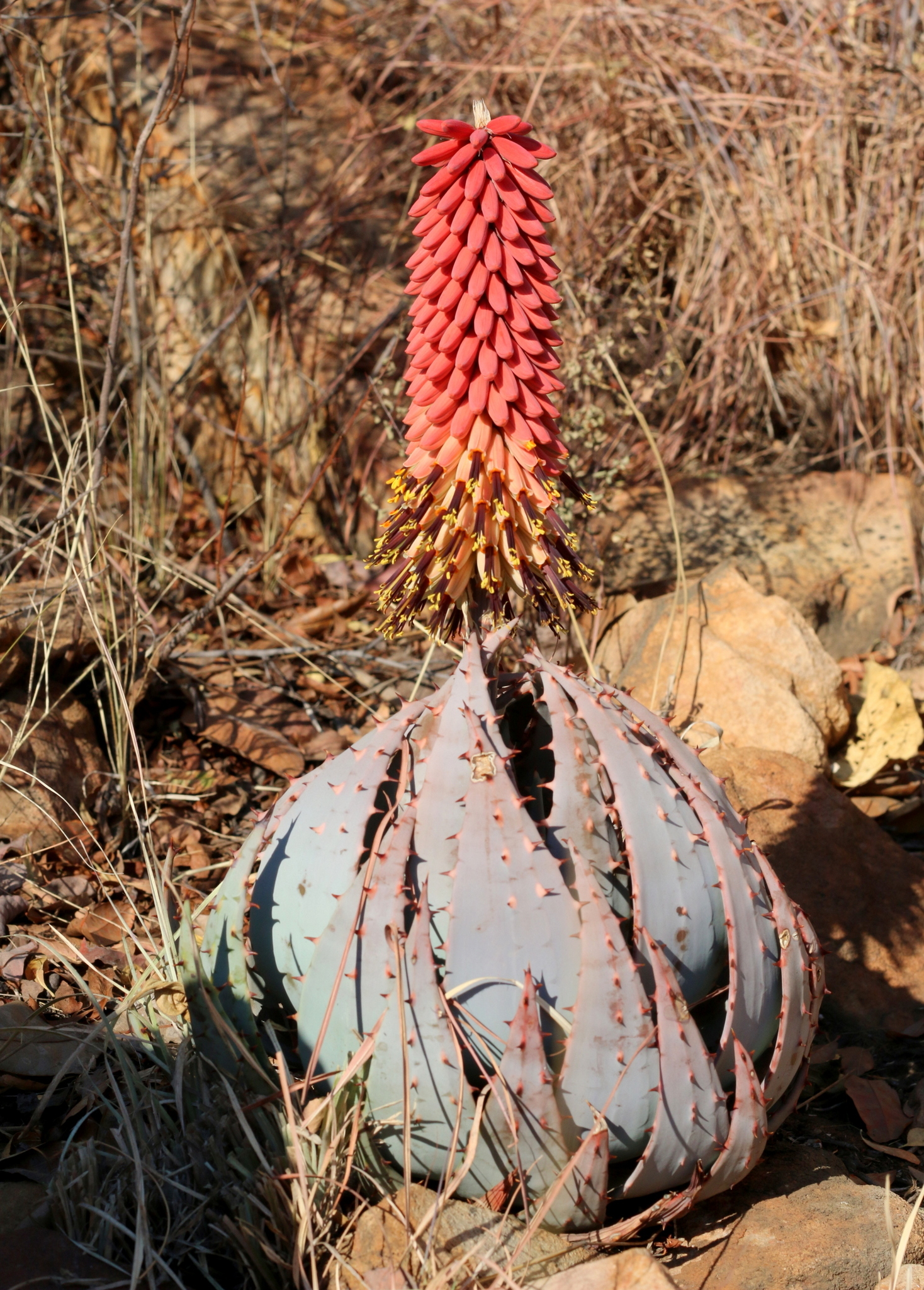 Aloe peglerae