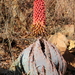 Aloe peglerae - Photo 由 tjeerd 所上傳的 (c) tjeerd，保留部份權利CC BY-NC