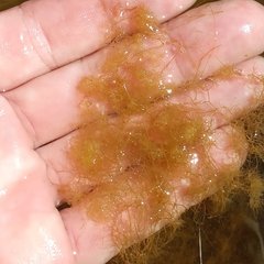 Cladophora glomerata