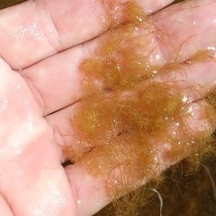 Cladophora glomerata