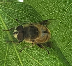 Eristalis tenax