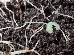 Cladius pectinicornis