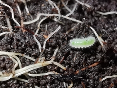 Cladius pectinicornis