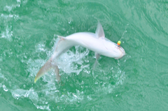 Trachinotus carolinus