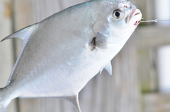 Trachinotus carolinus