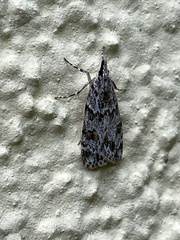 Scoparia pyralella