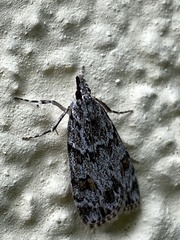 Scoparia pyralella
