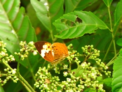 Cupha erymanthis lotis