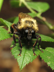 Laphria thoracica