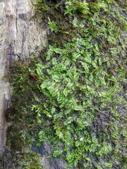 Chiloscyphus pallescens