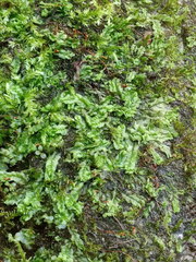 Chiloscyphus pallescens