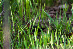 Sarothrura rufa rufa