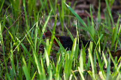 Sarothrura rufa rufa