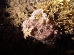 Carminodoris