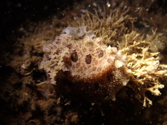 Carminodoris