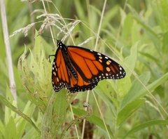 Danaus plexippus