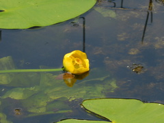 Nuphar × spenneriana