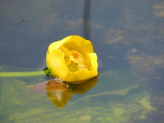 Nuphar × spenneriana