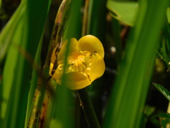 Nuphar × spenneriana