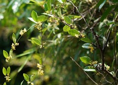 Toxocarpus wightianus