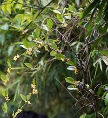 Toxocarpus wightianus