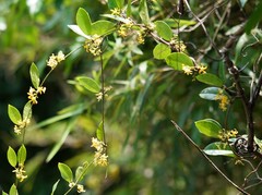 Toxocarpus wightianus