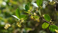 Toxocarpus wightianus