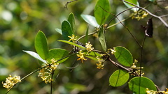 Toxocarpus wightianus