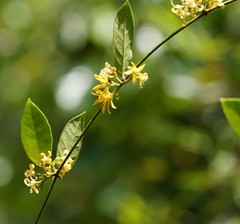 Toxocarpus wightianus