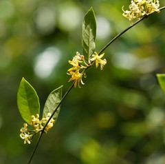 Toxocarpus wightianus